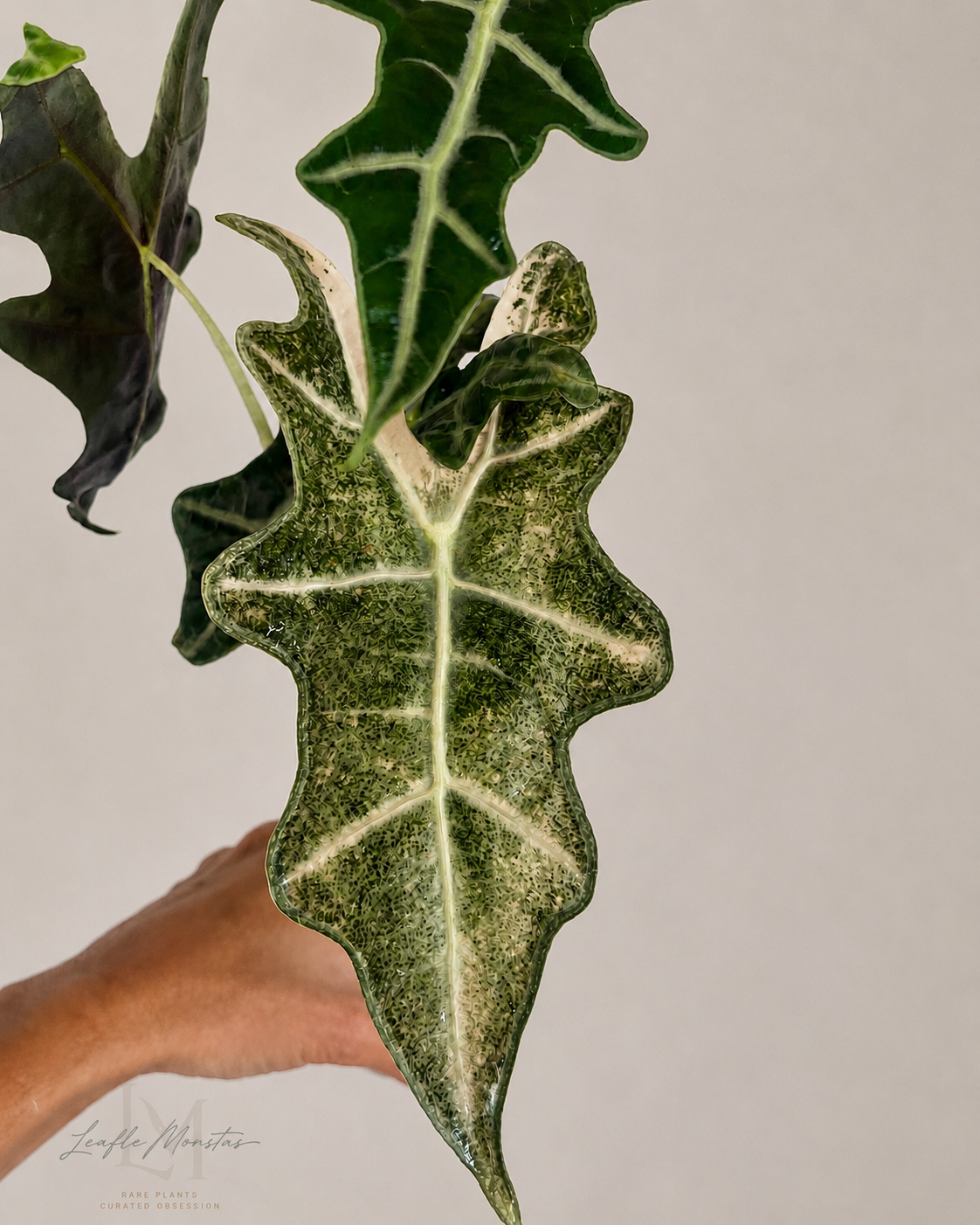 Alocasia Nobilis Frozen Ghost corm