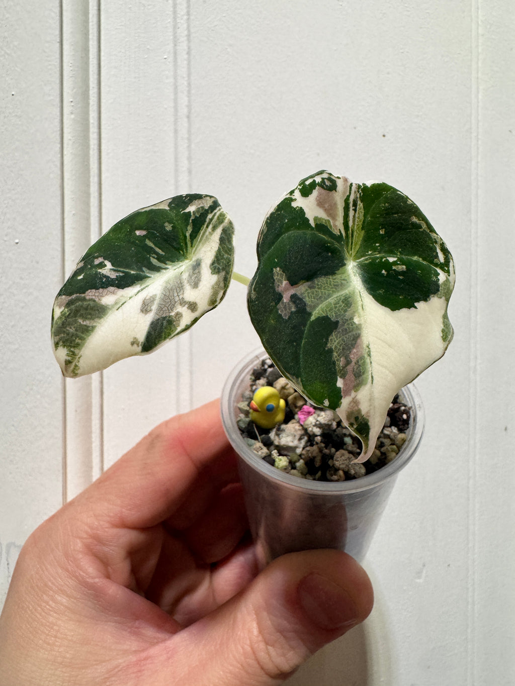 Alocasia Black Velvet Pink