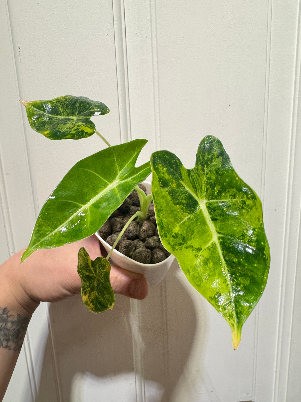 Alocasia Frydek Aurea
