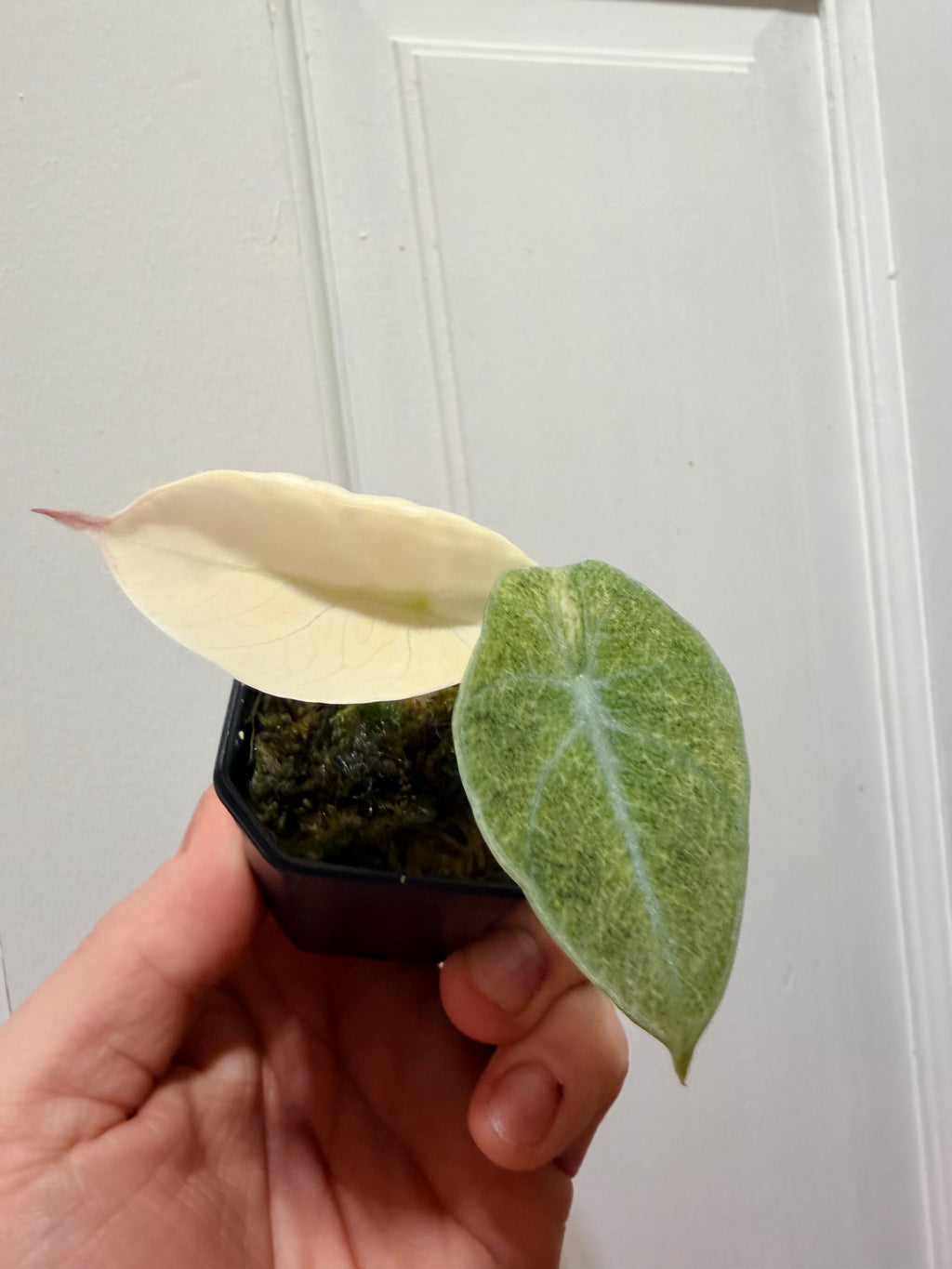 Alocasia Black Velvet Snow