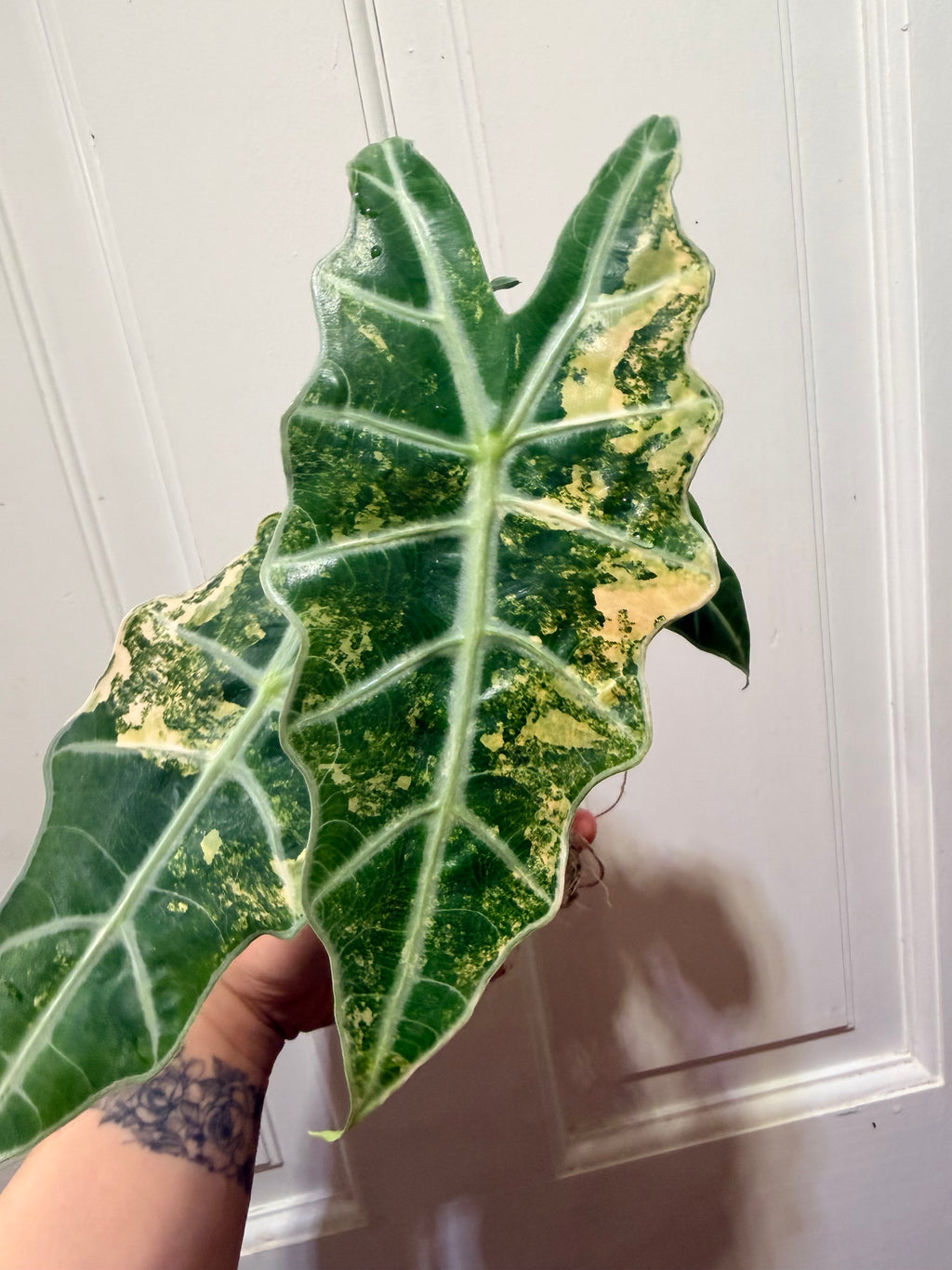 Alocasia Polly Aurea Corm