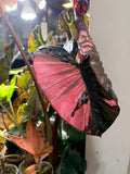 Alocasia Serendipity Pink