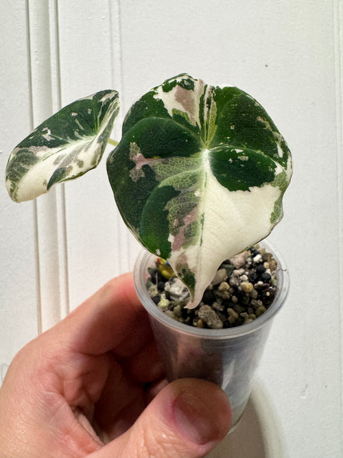 Alocasia Black Velvet Pink