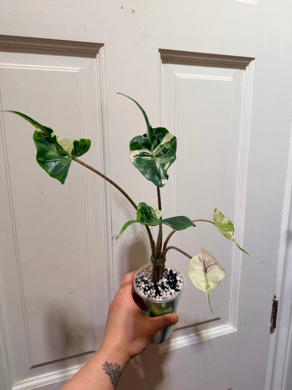 Alocasia Stingray Albo Pink