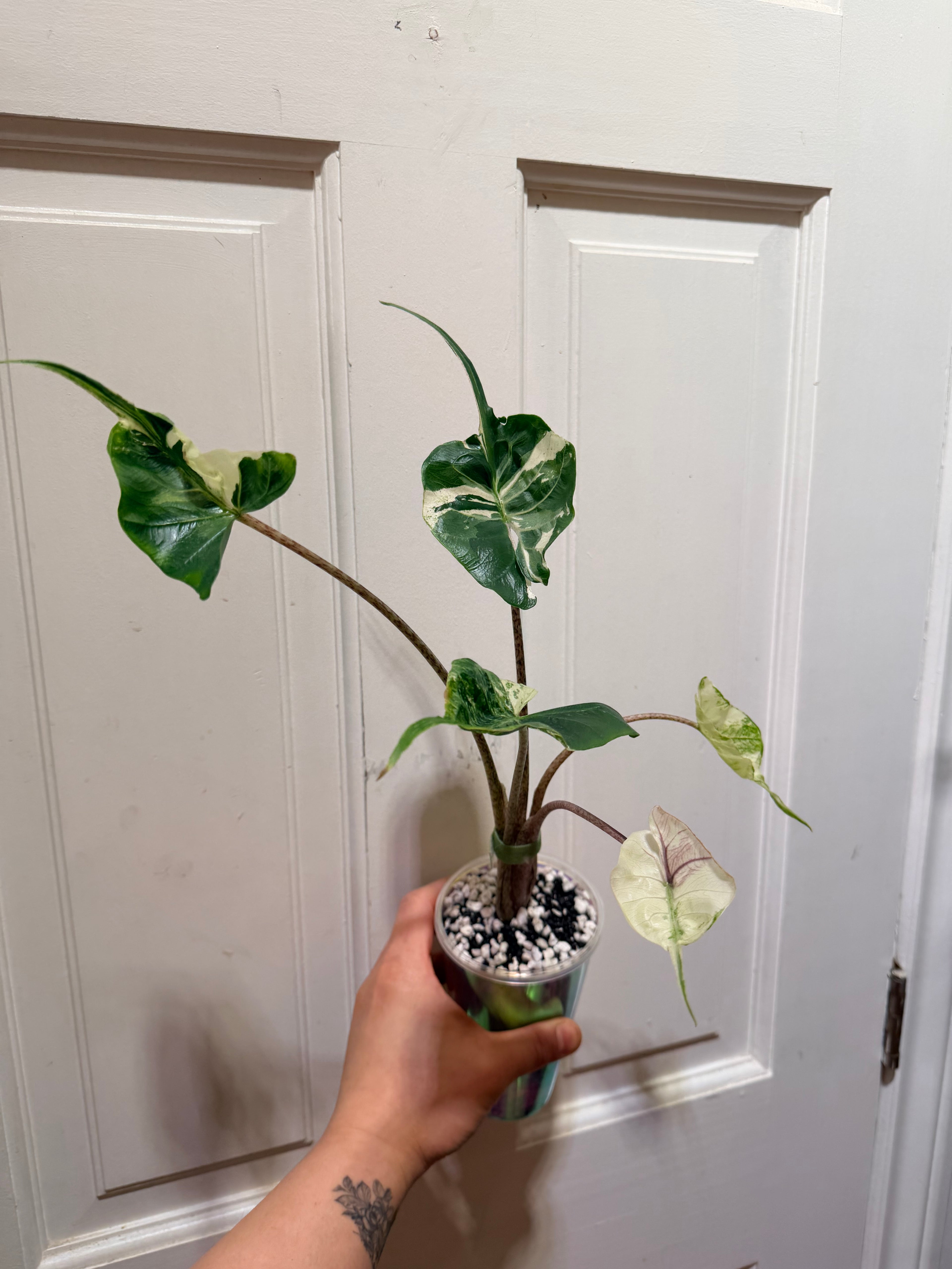 Alocasia Stingray Albo Pink