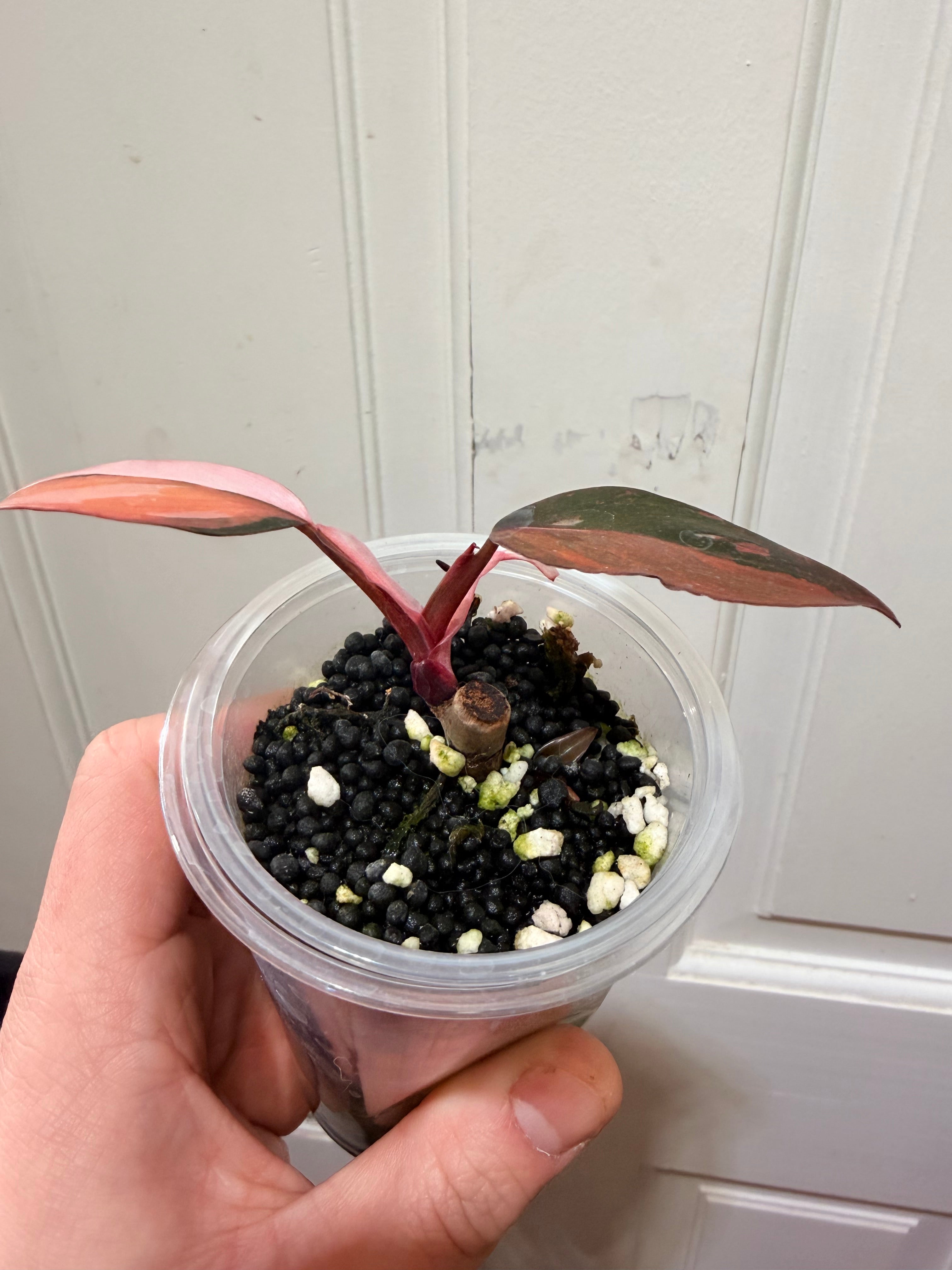 Philodendron Princess of Fire