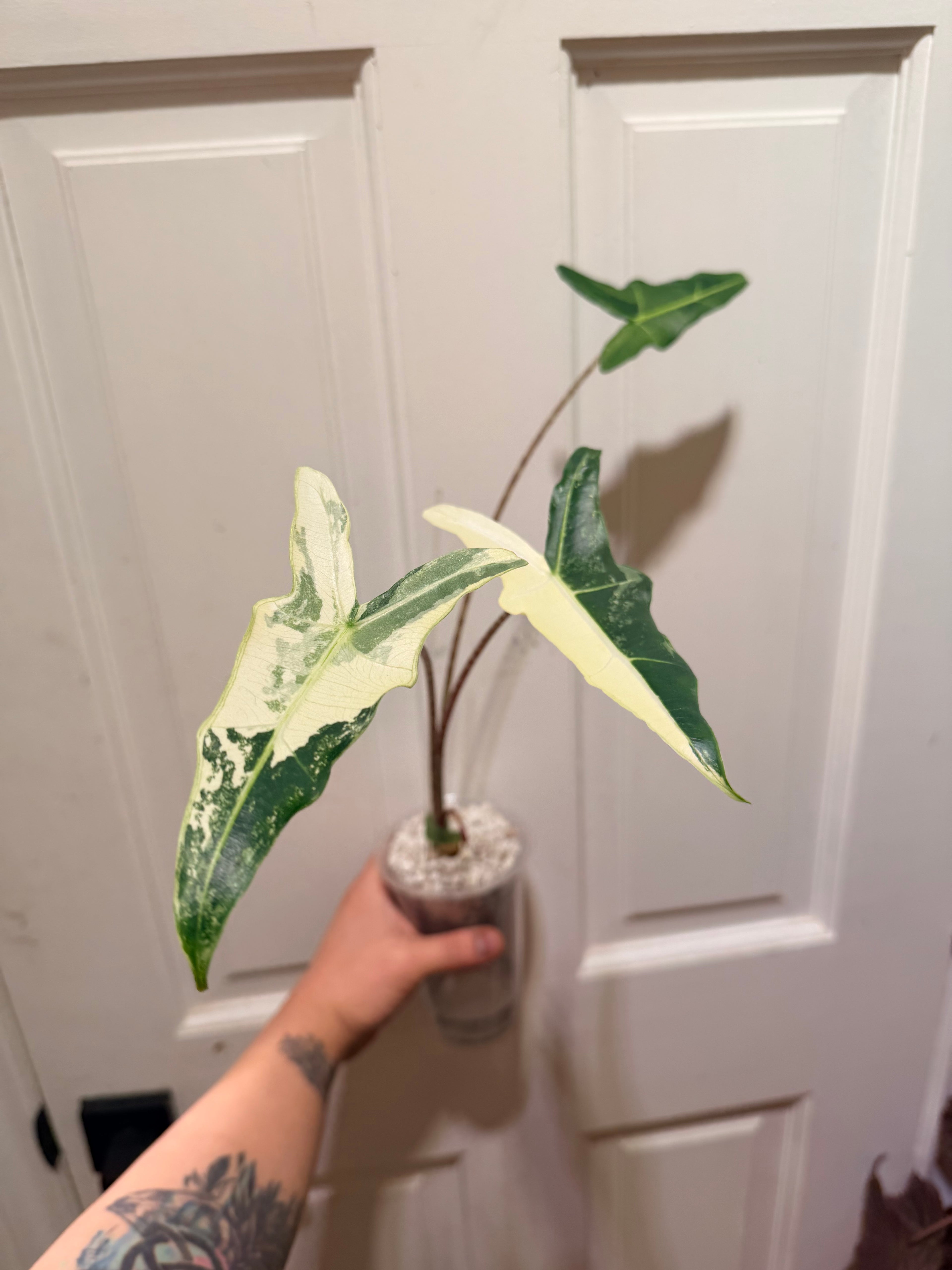 Alocasia Sarian Albo