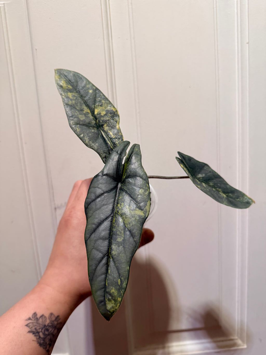 Metalic Blue Aurea Corm – Rare Variegated Alocasia (Canada)