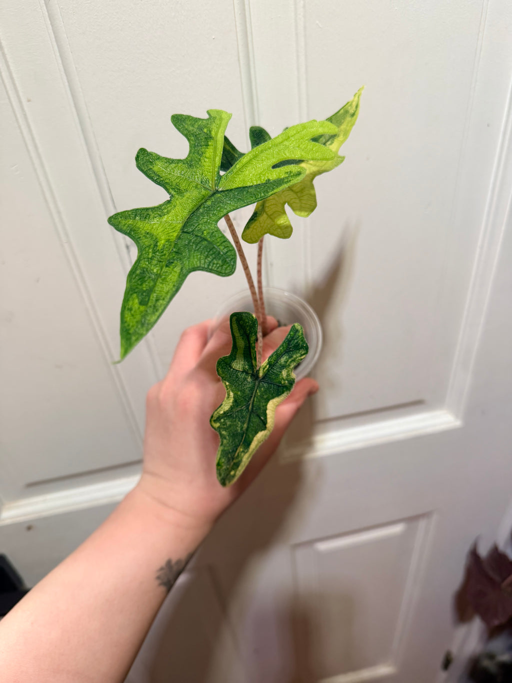 Alocasia Jacklyn Aurea