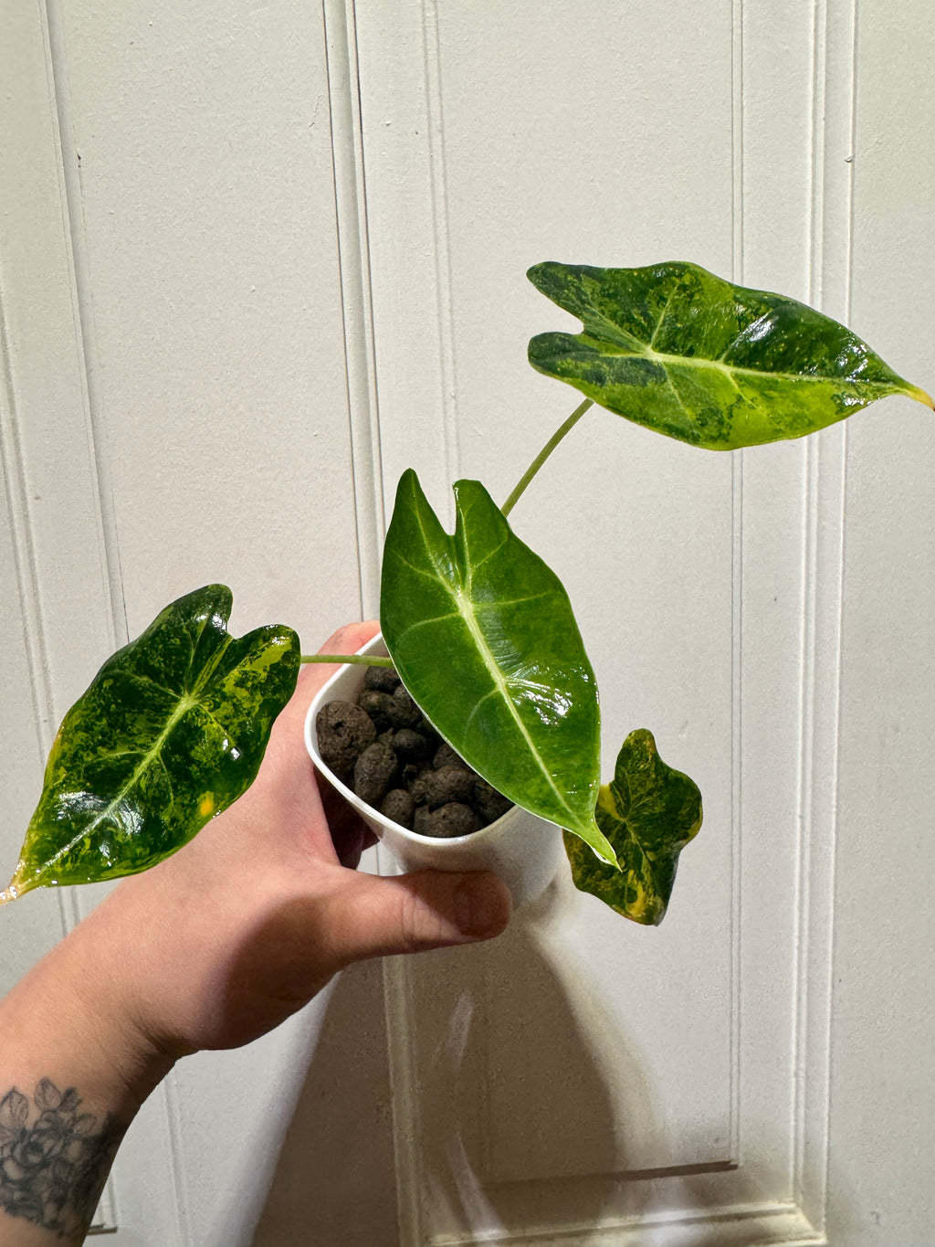 Alocasia Frydek Aurea