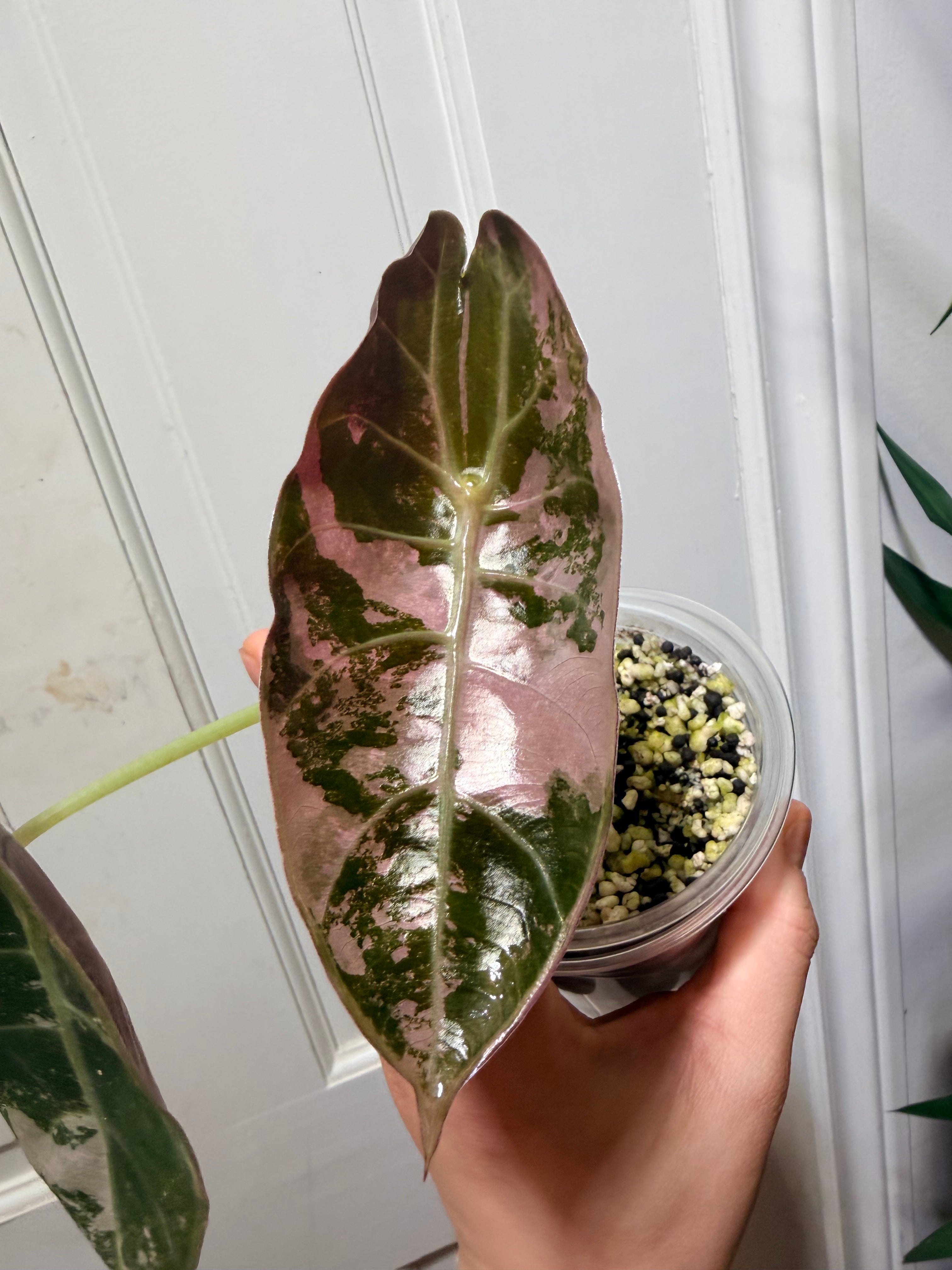 Alocasia Sedenii Pink Corms
