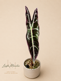 Alocasia Longiloba Purple Corm