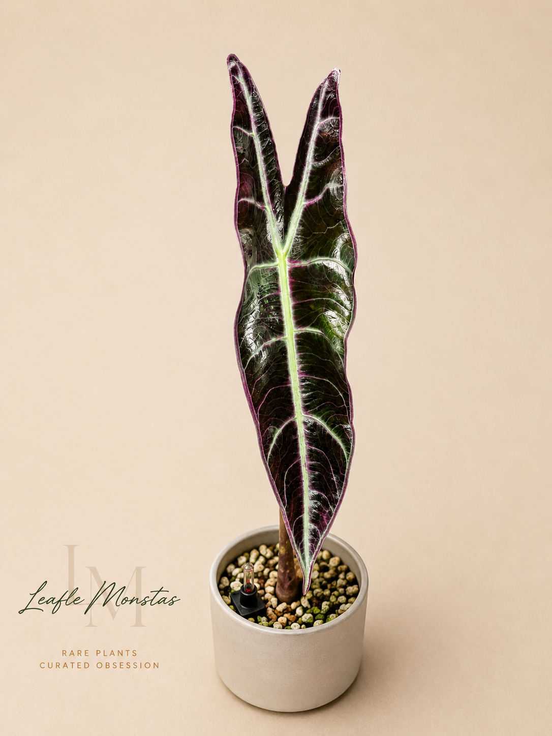 Alocasia Longiloba Purple Corm