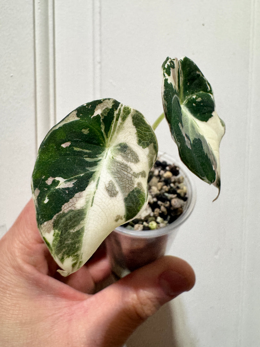 Alocasia Black Velvet Pink