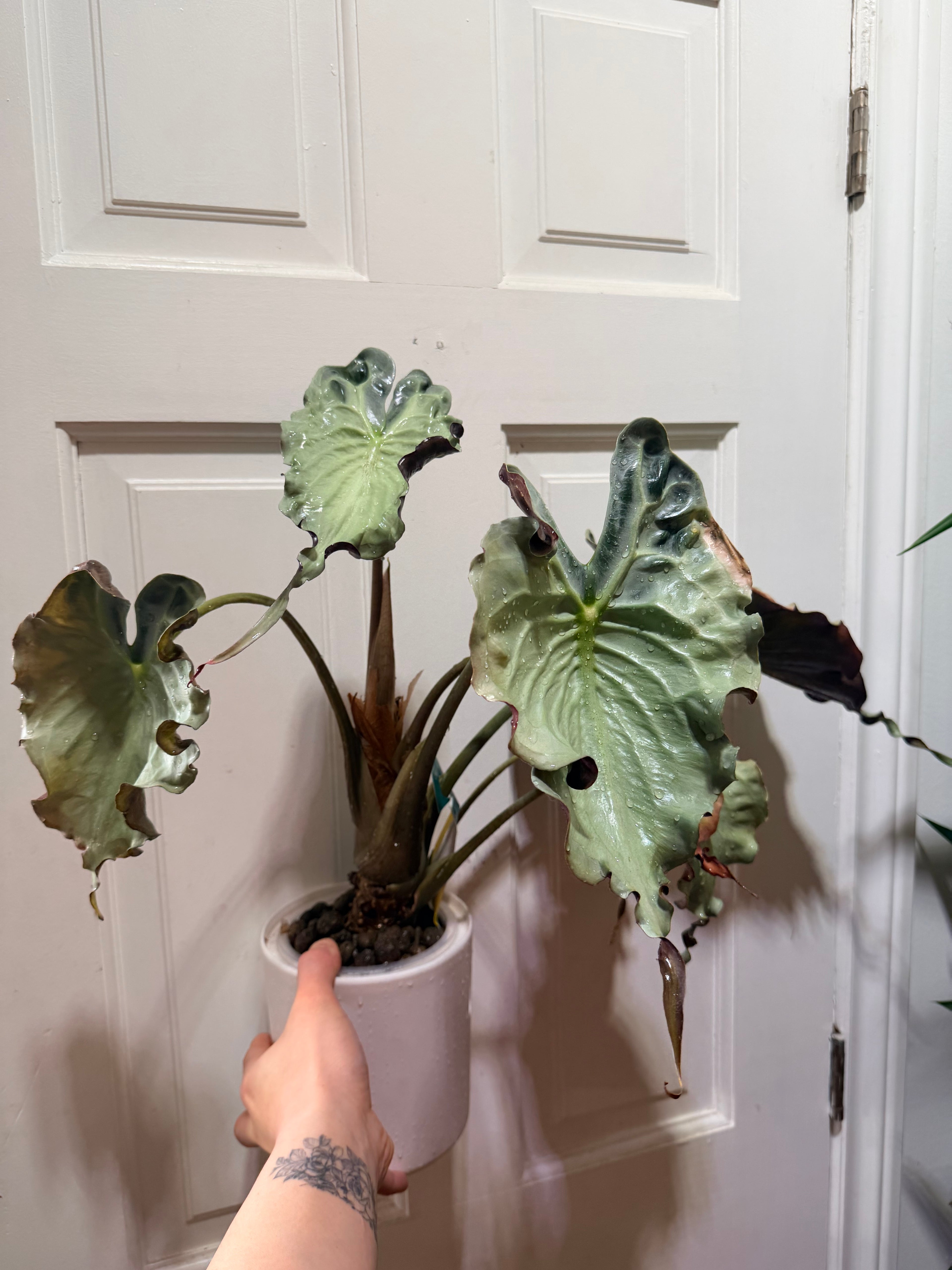 Alocasia Venom Corm