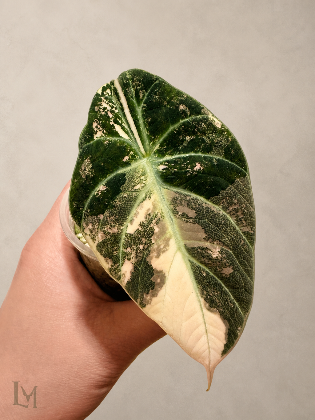 Alocasia Ninja Pink