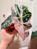 Alocasia Polly Pink Albo Corms