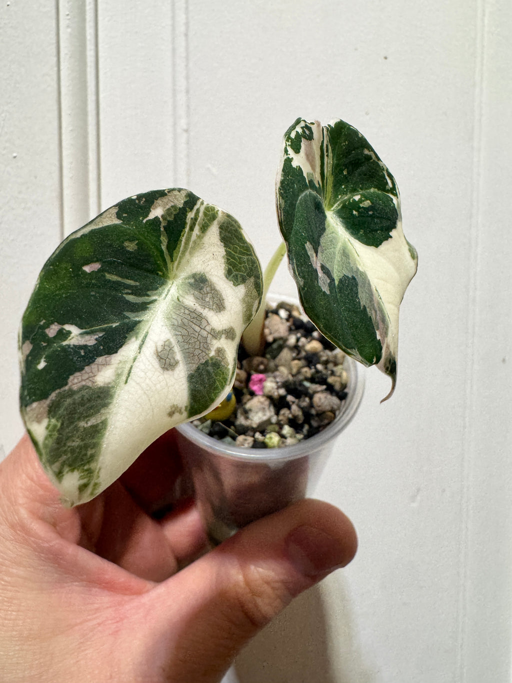 Alocasia Black Velvet Pink