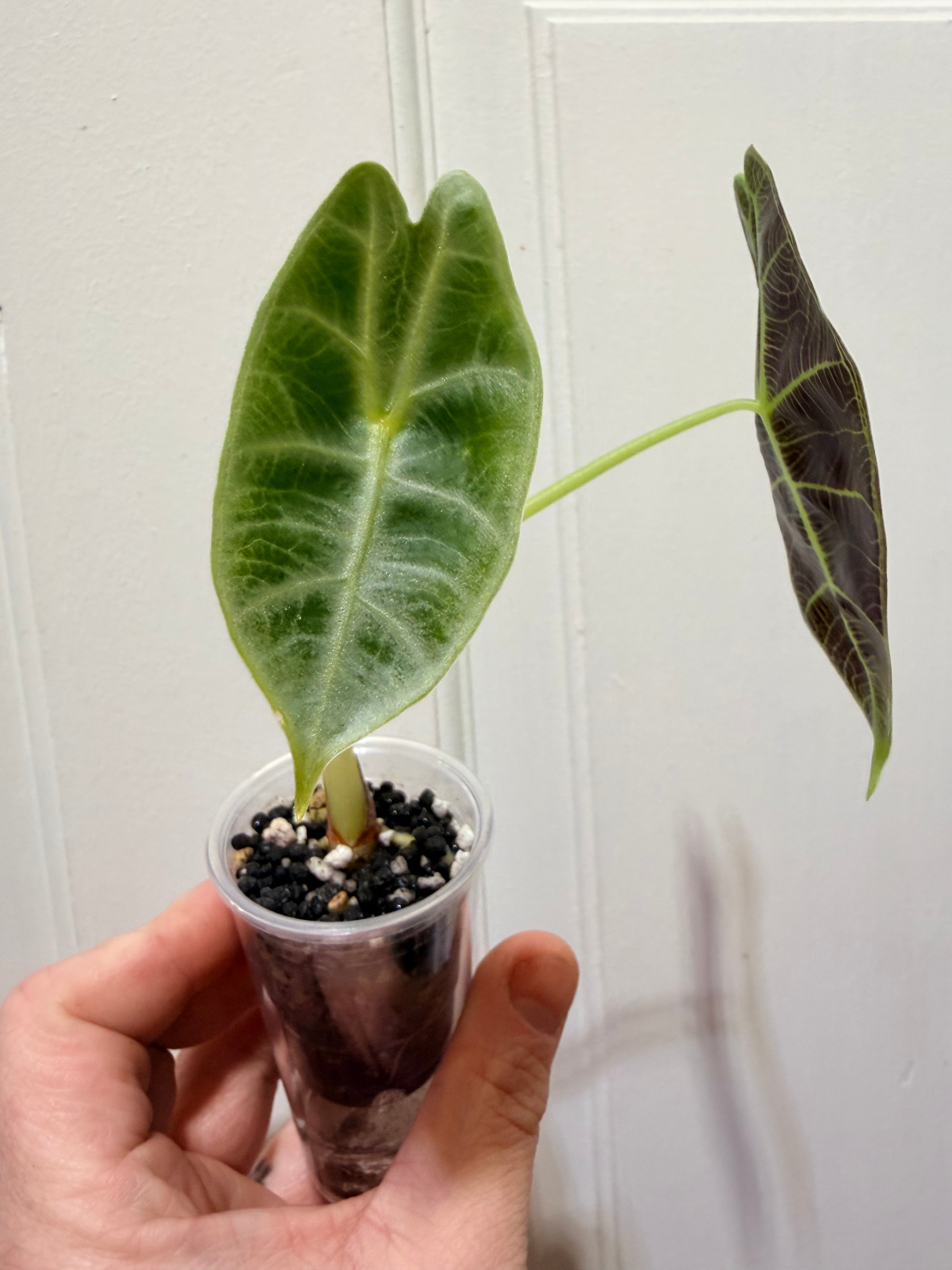 Alocasia Watsoniana Lightning