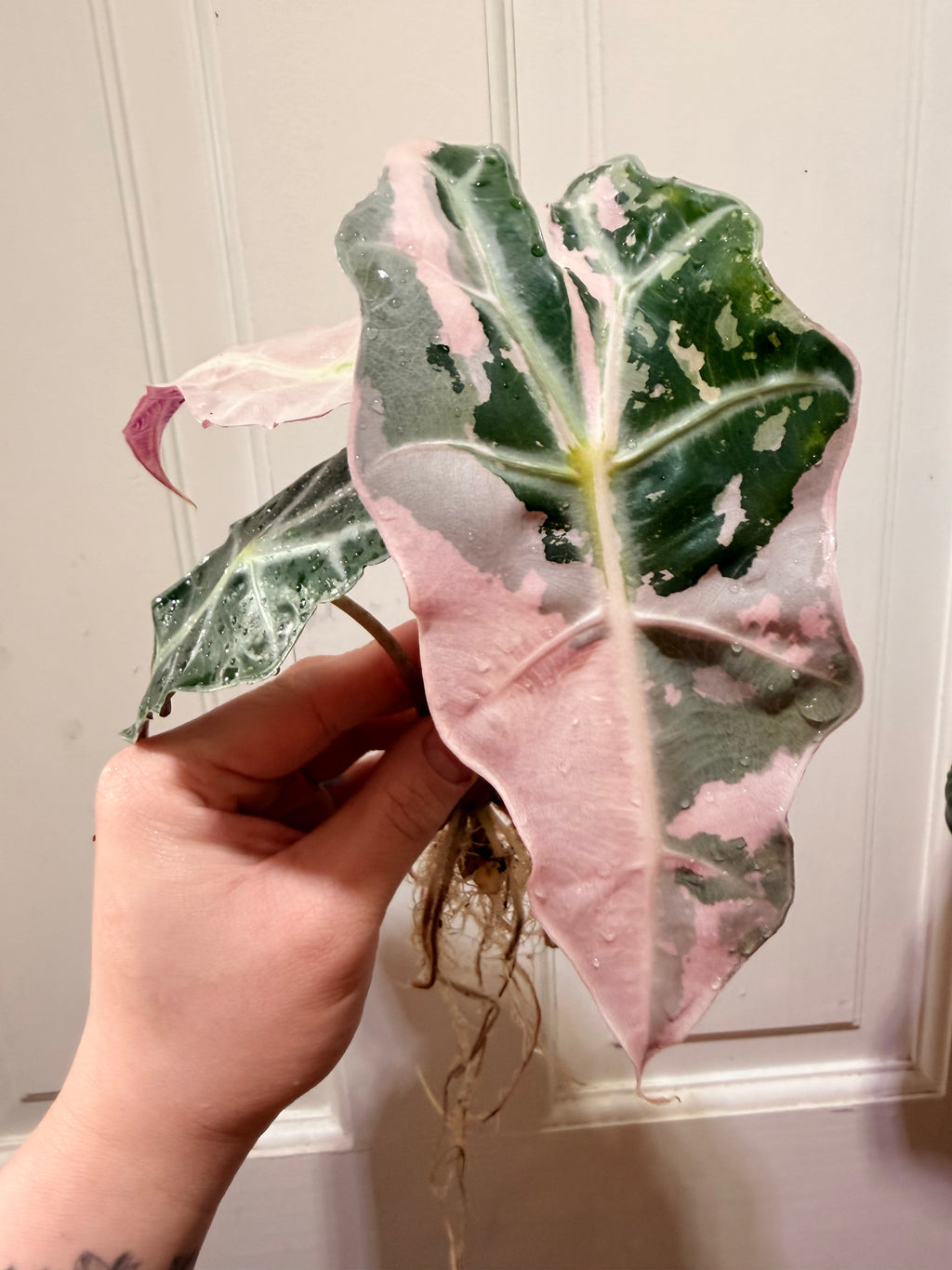 Alocasia Polly Pink Albo Corms
