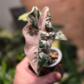 Alocasia Pseudo Sanderiana Pink Corm