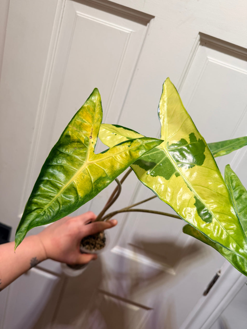 Alocasia Longiloba Lava Corms