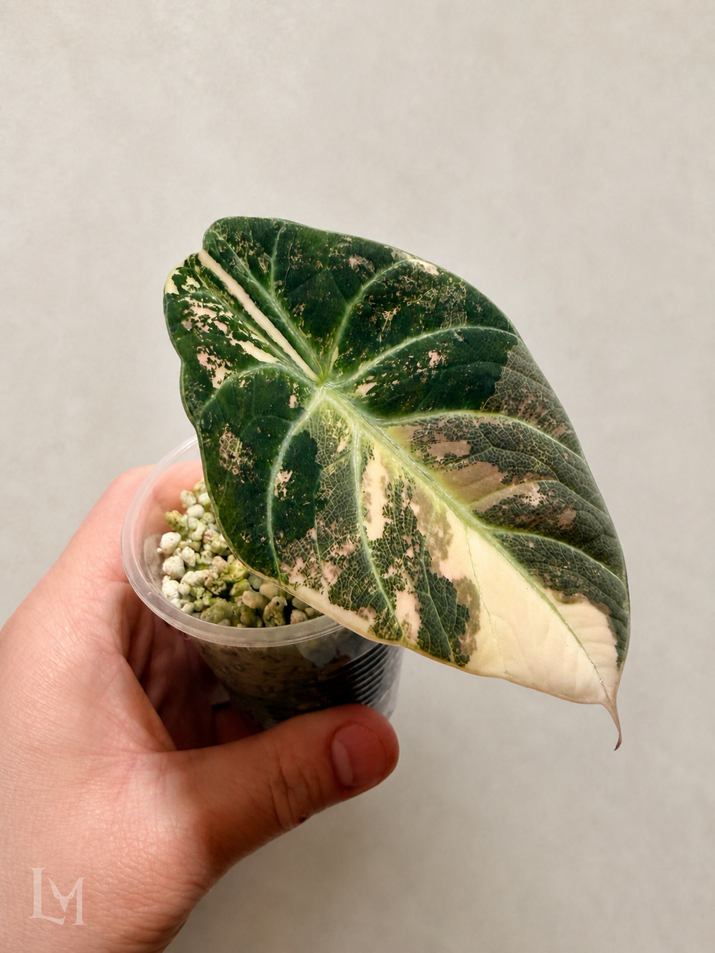 Alocasia Ninja Pink