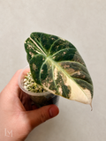 Alocasia Ninja Pink