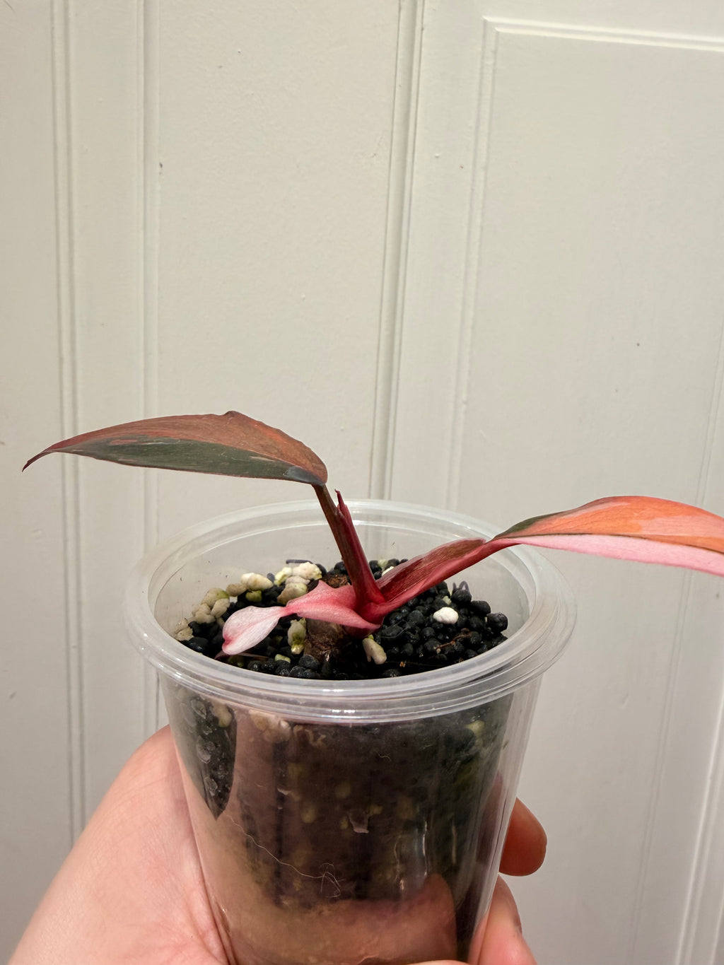 Philodendron Princess of Fire