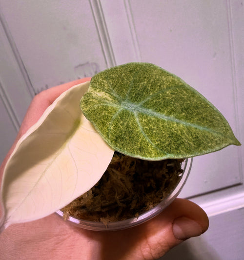 Alocasia Black Velvet Snow