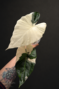 Alocasia Regal Albo Corm