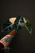 Alocasia Ninja Pink Corm