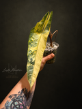 Alocasia Metallic Blue Aurea Corm