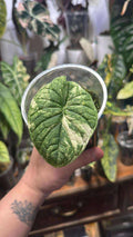 Alocasia Melo Albo