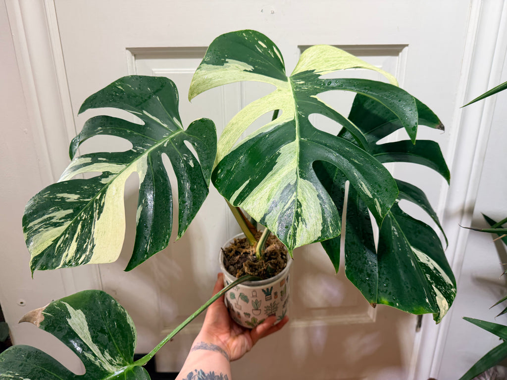 Monstera Deliciosa Jungle Mint