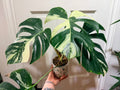 Monstera Deliciosa Jungle Mint