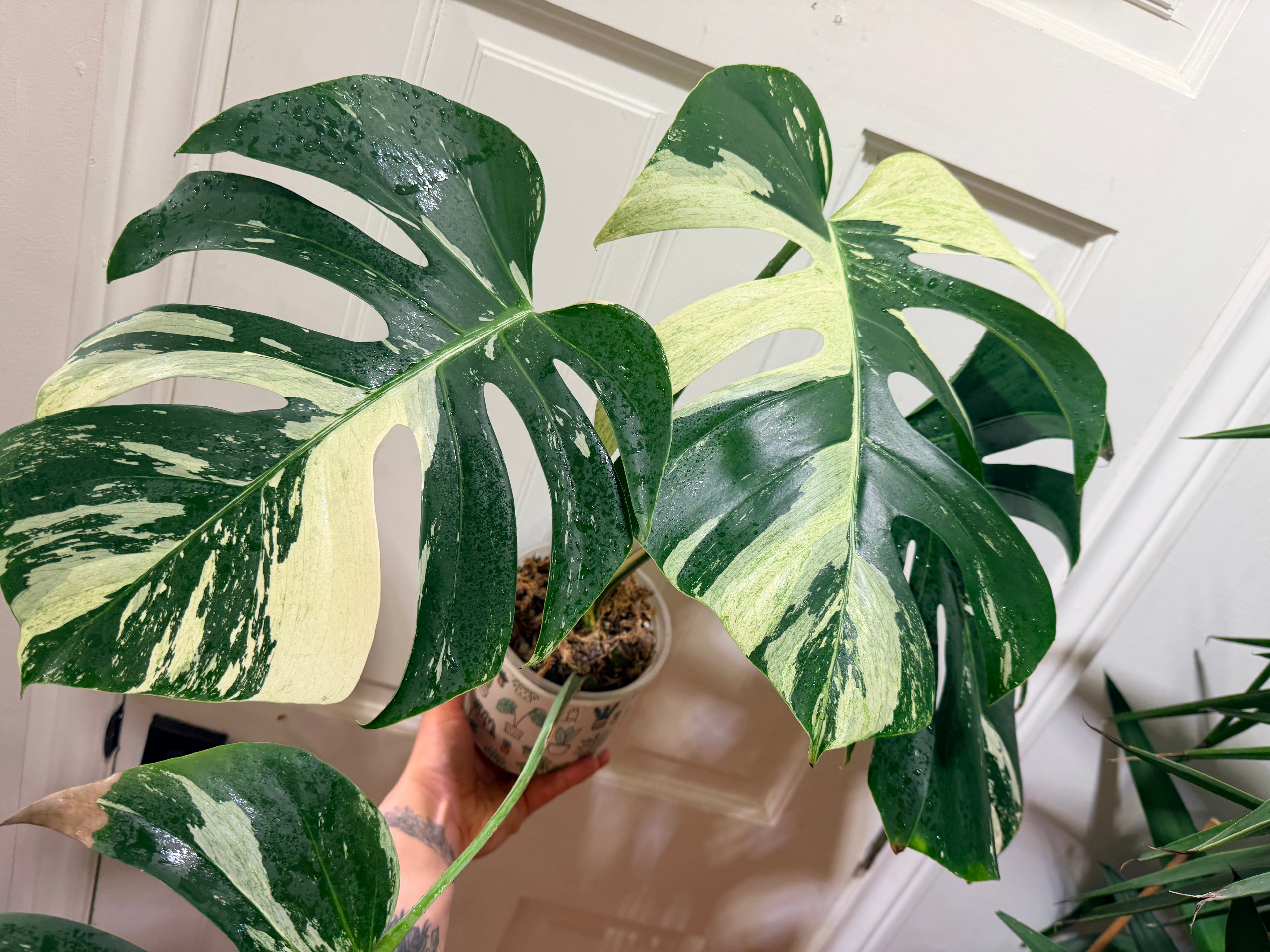 Monstera Deliciosa Jungle Mint
