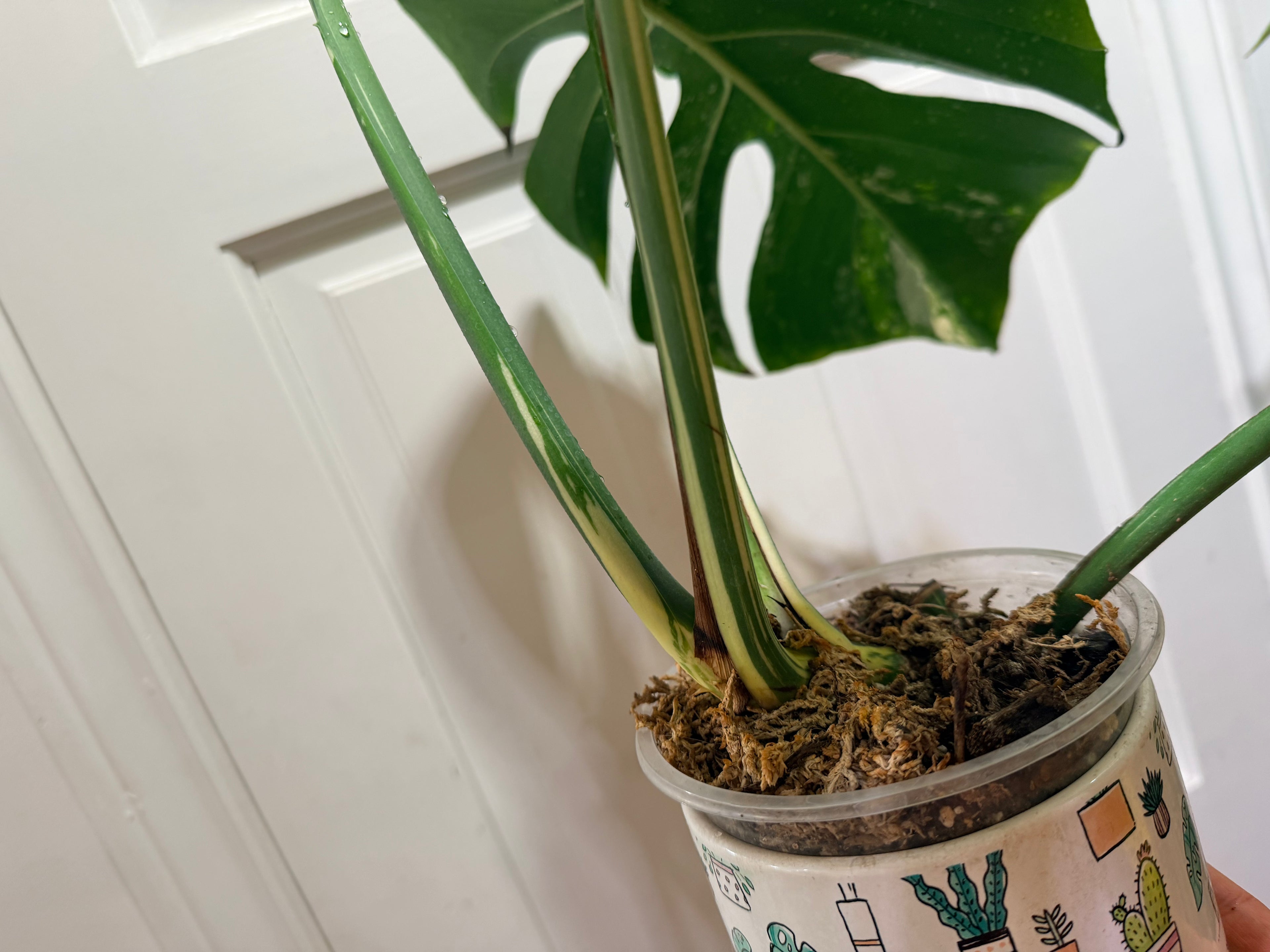Monstera Deliciosa Jungle Mint