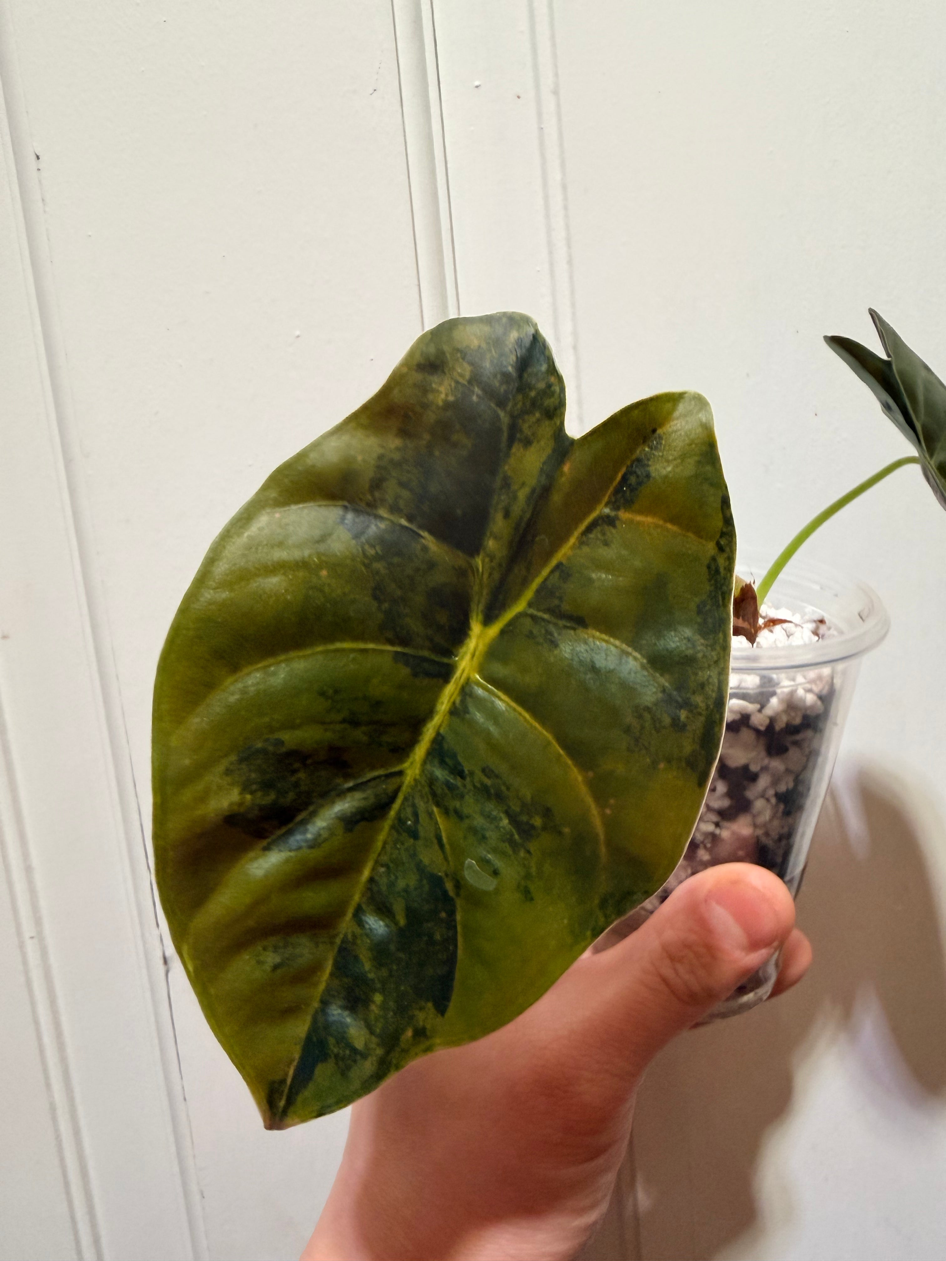 Golden Bone Aurea – Rare Variegated Alocasia (Canada)