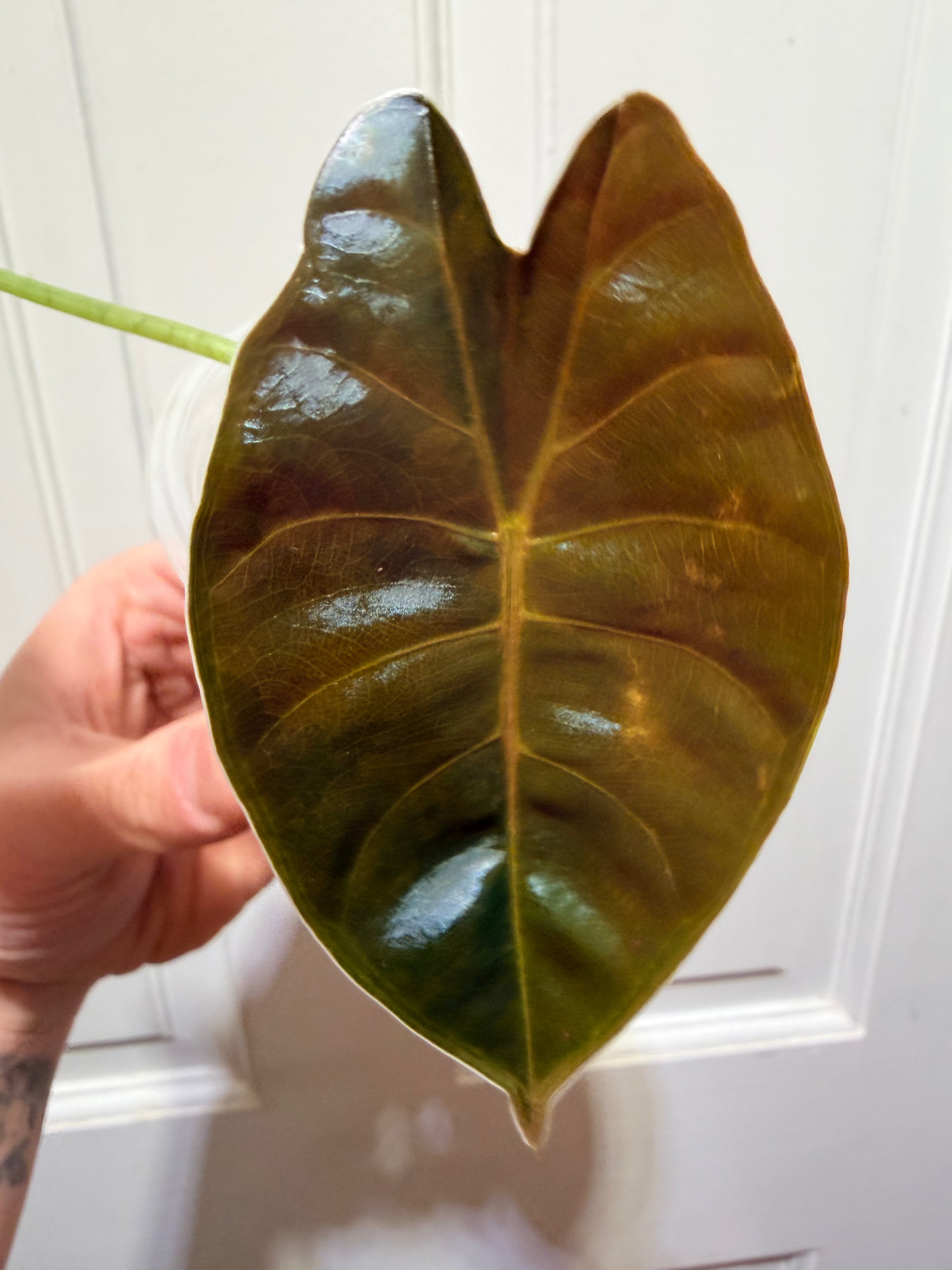 Golden Bone Aurea – Rare Variegated Alocasia (Canada)