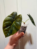 Golden Bone Aurea – Rare Variegated Alocasia (Canada)
