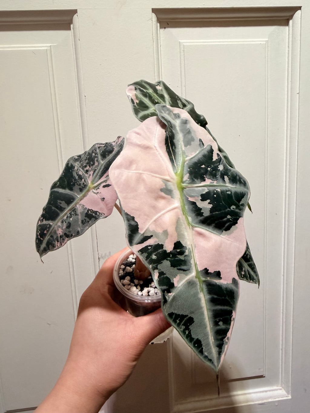 Alocasia Polly Pink