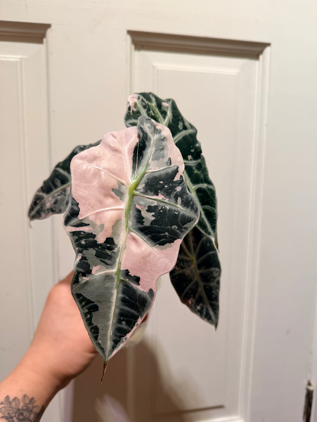 Alocasia Polly Pink