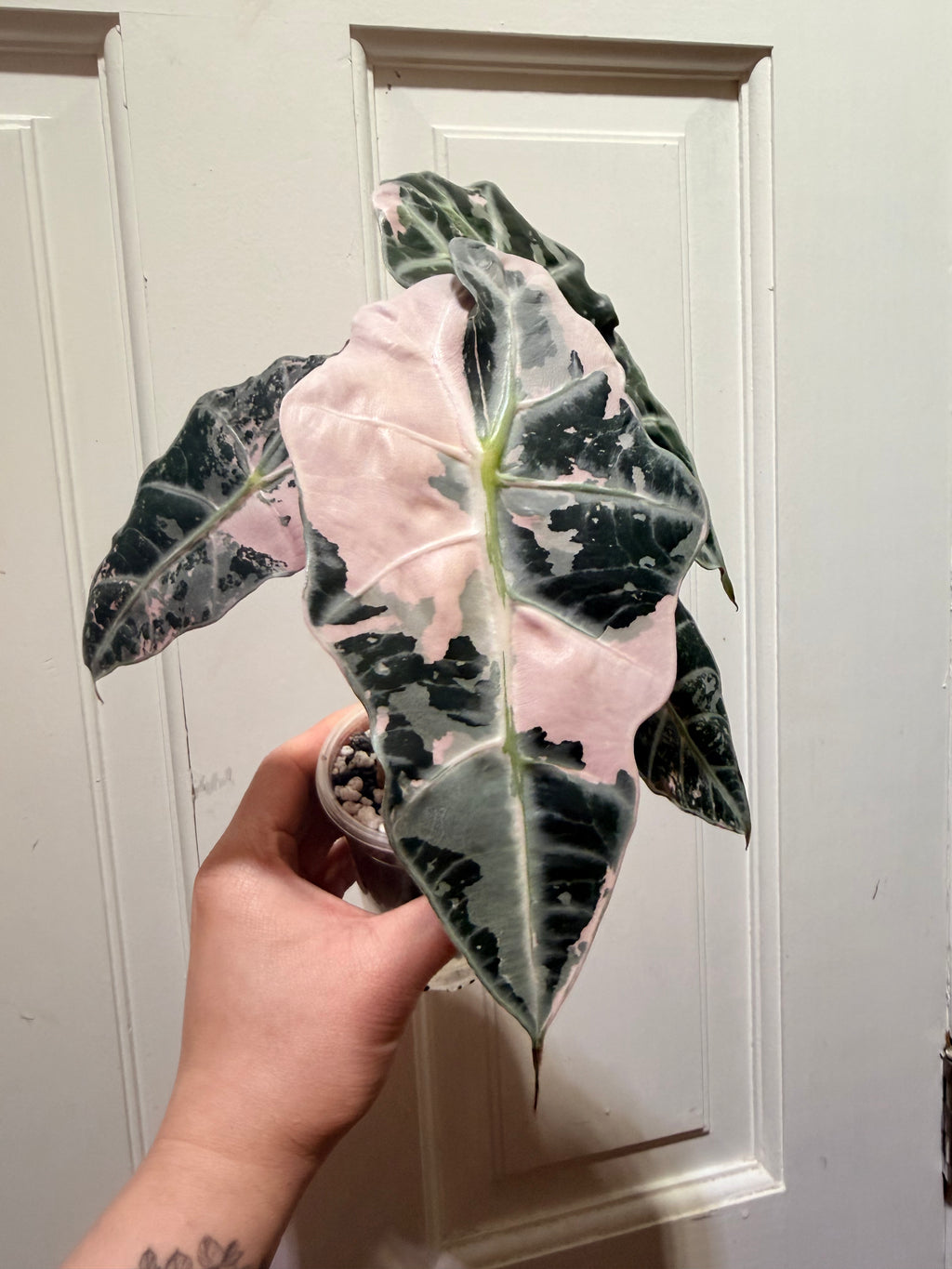 Alocasia Polly Pink