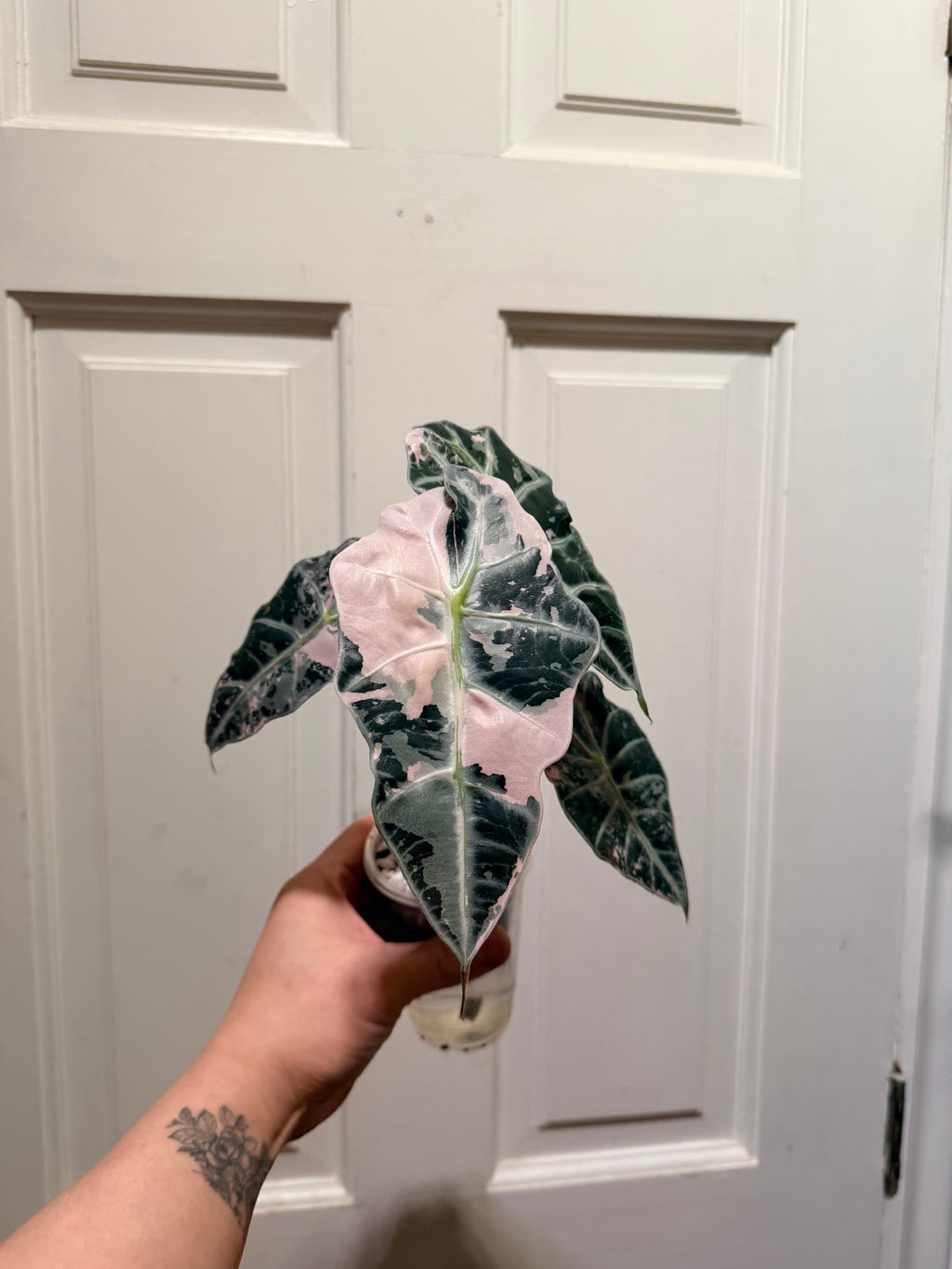 Alocasia Polly Pink