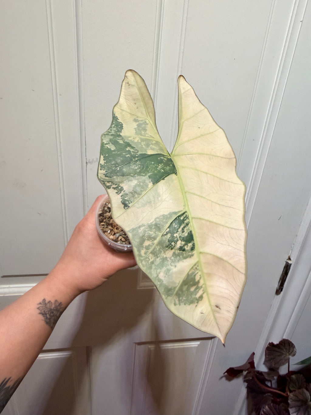 Alocasia Scabriuscula Albo Pink