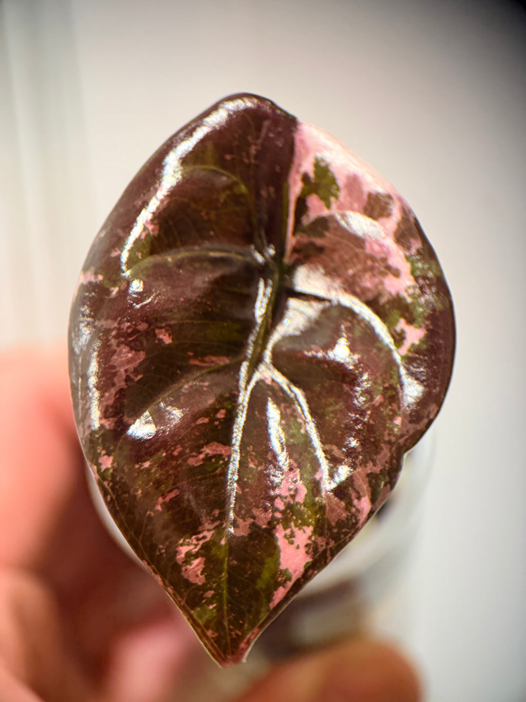 Alocasia Cuprea True Pink