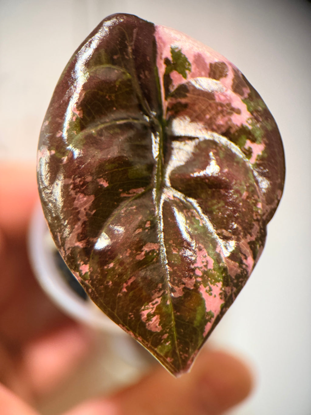 Alocasia Cuprea True Pink