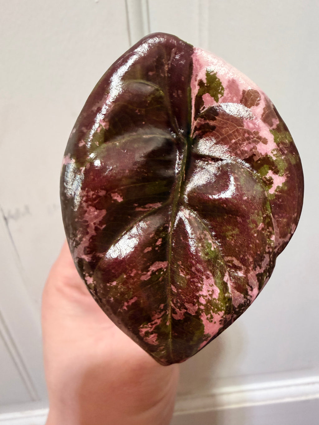 Alocasia Cuprea True Pink