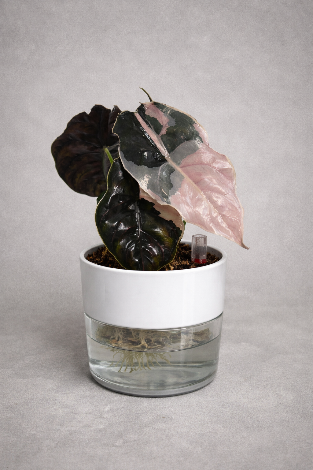 Alocasia Azlanii Pink Corm
